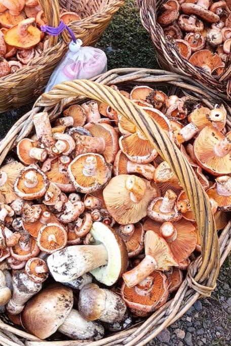 El Niuet De Cal Cacuet, La Teva Escapada Rural. Daire Aviá Dış mekan fotoğraf